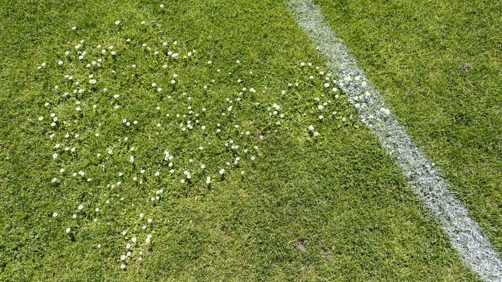 Gänseblümchen auf einem Fußballfeld neben einer Linie.